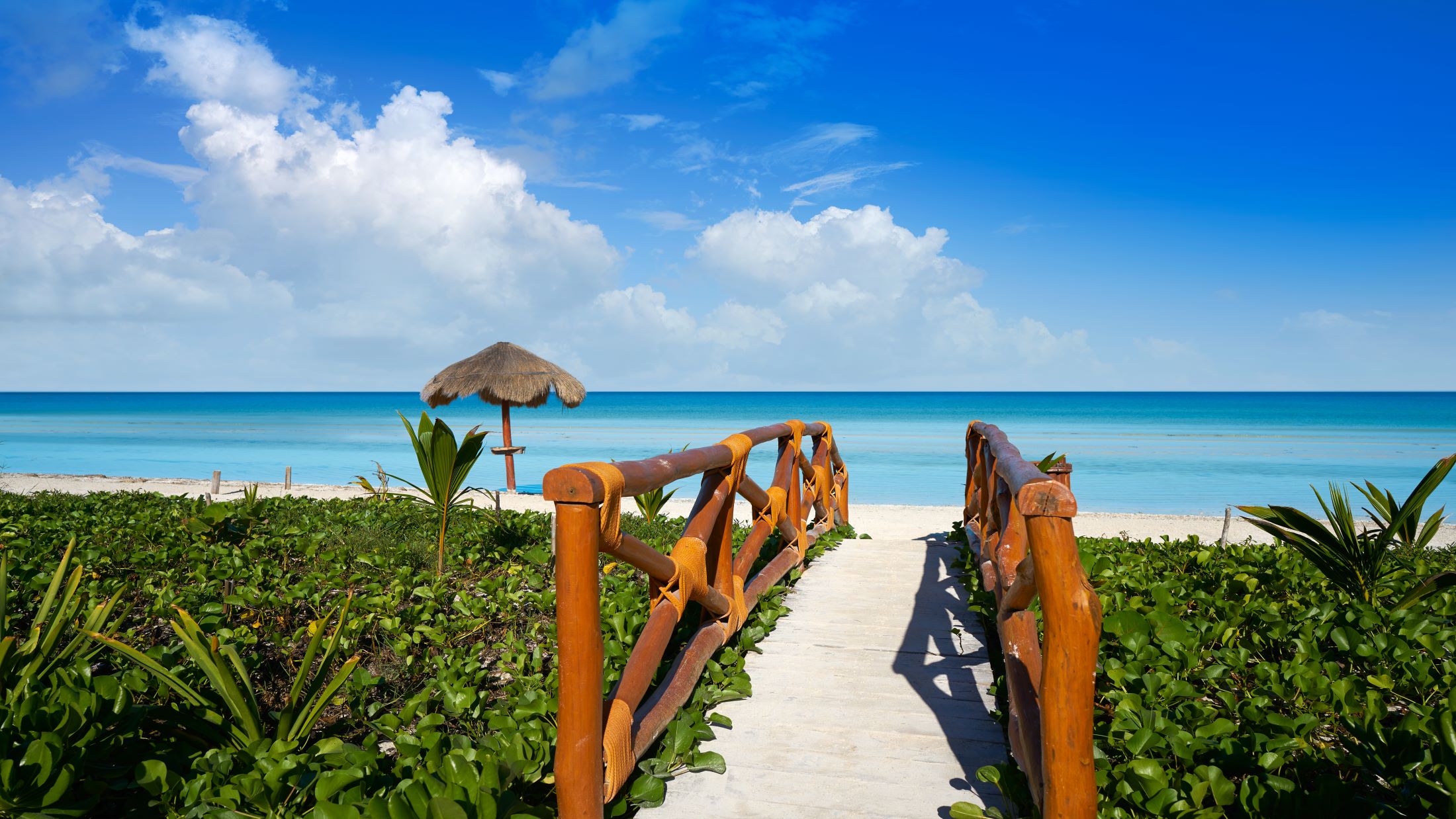 a group of palm trees on a beach