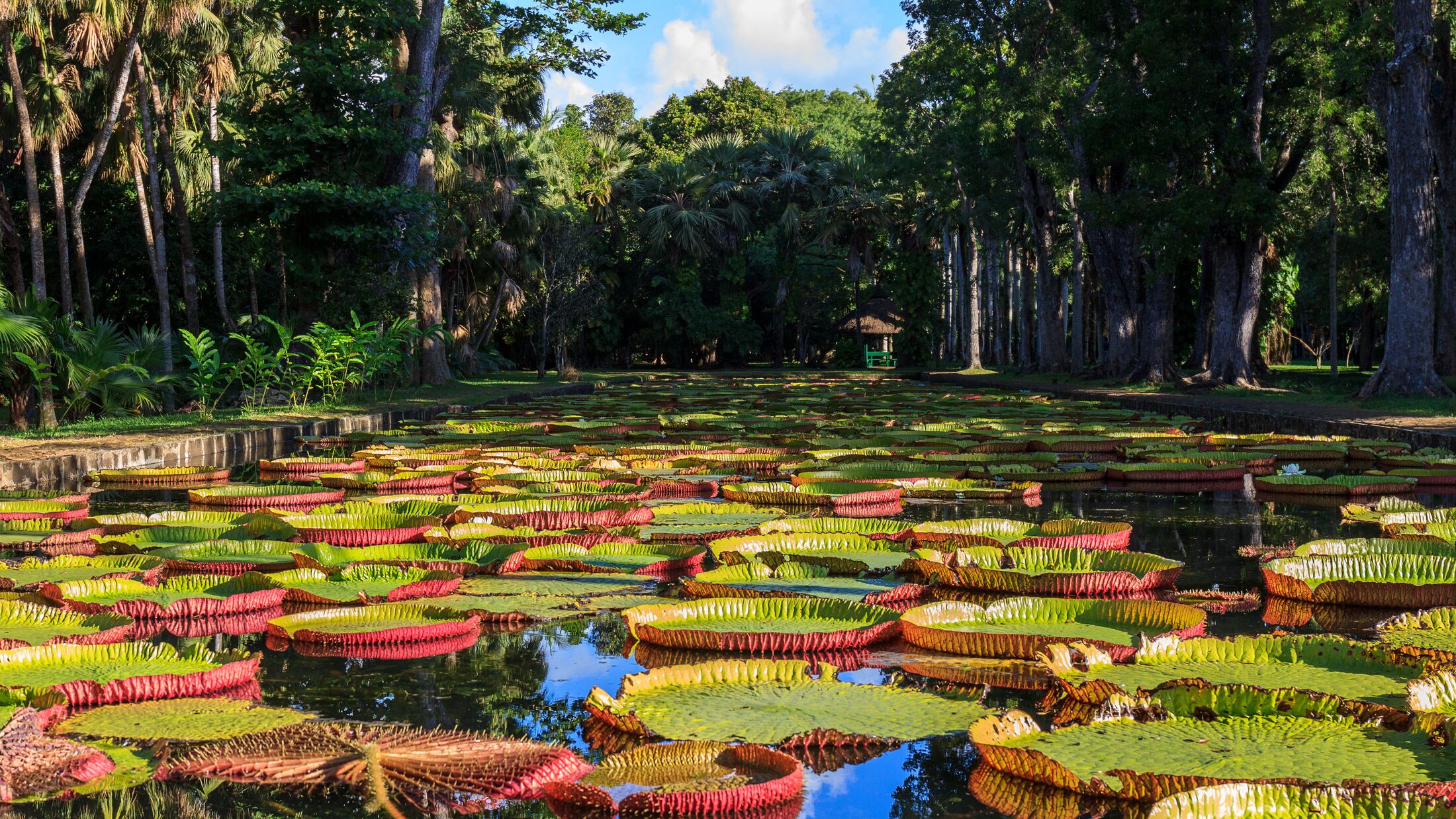 Victoria Amazonica lilies in Pamplemousses Boticanal Gardens, Mauritius